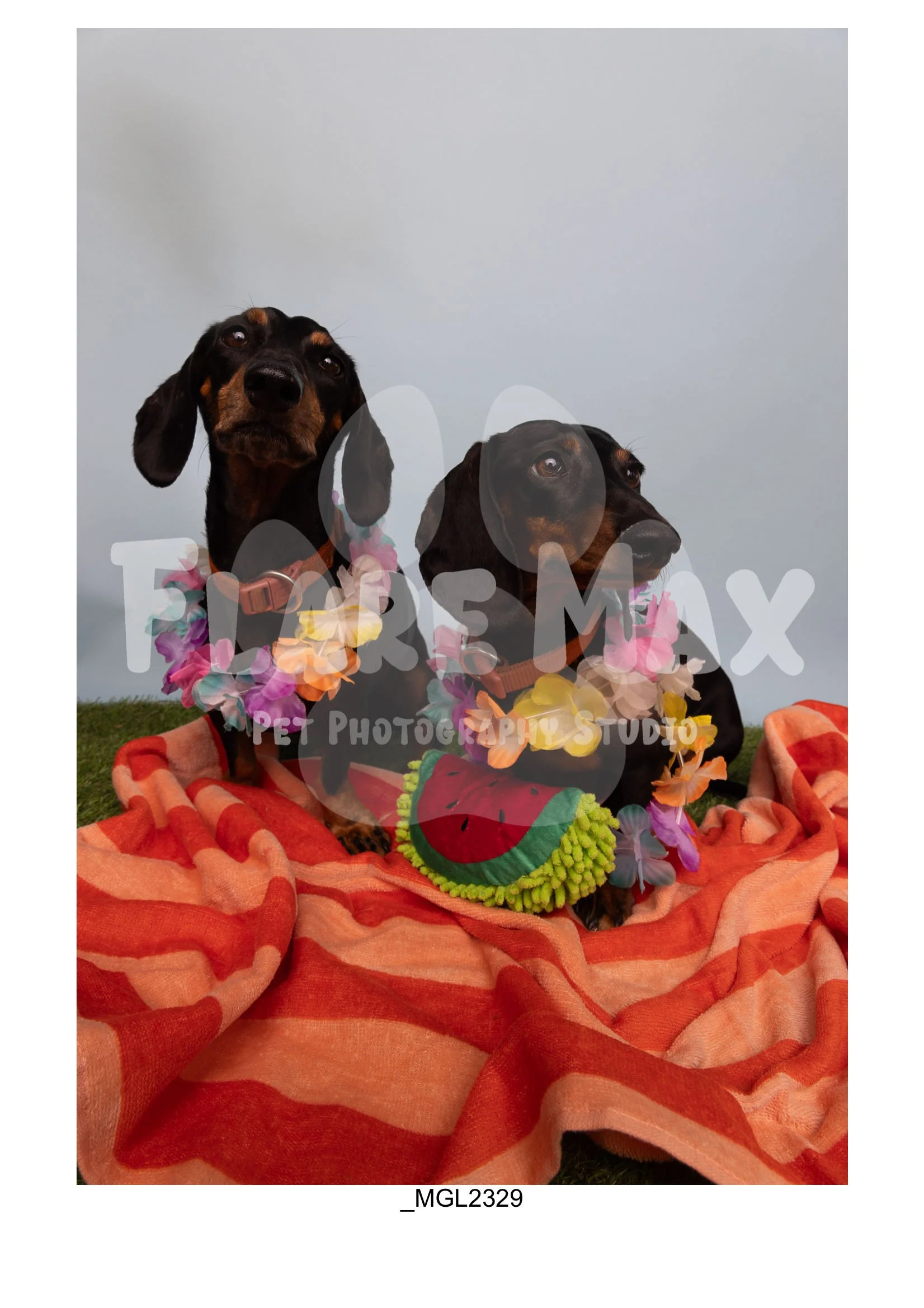 Doghouse gallery-127.jpg