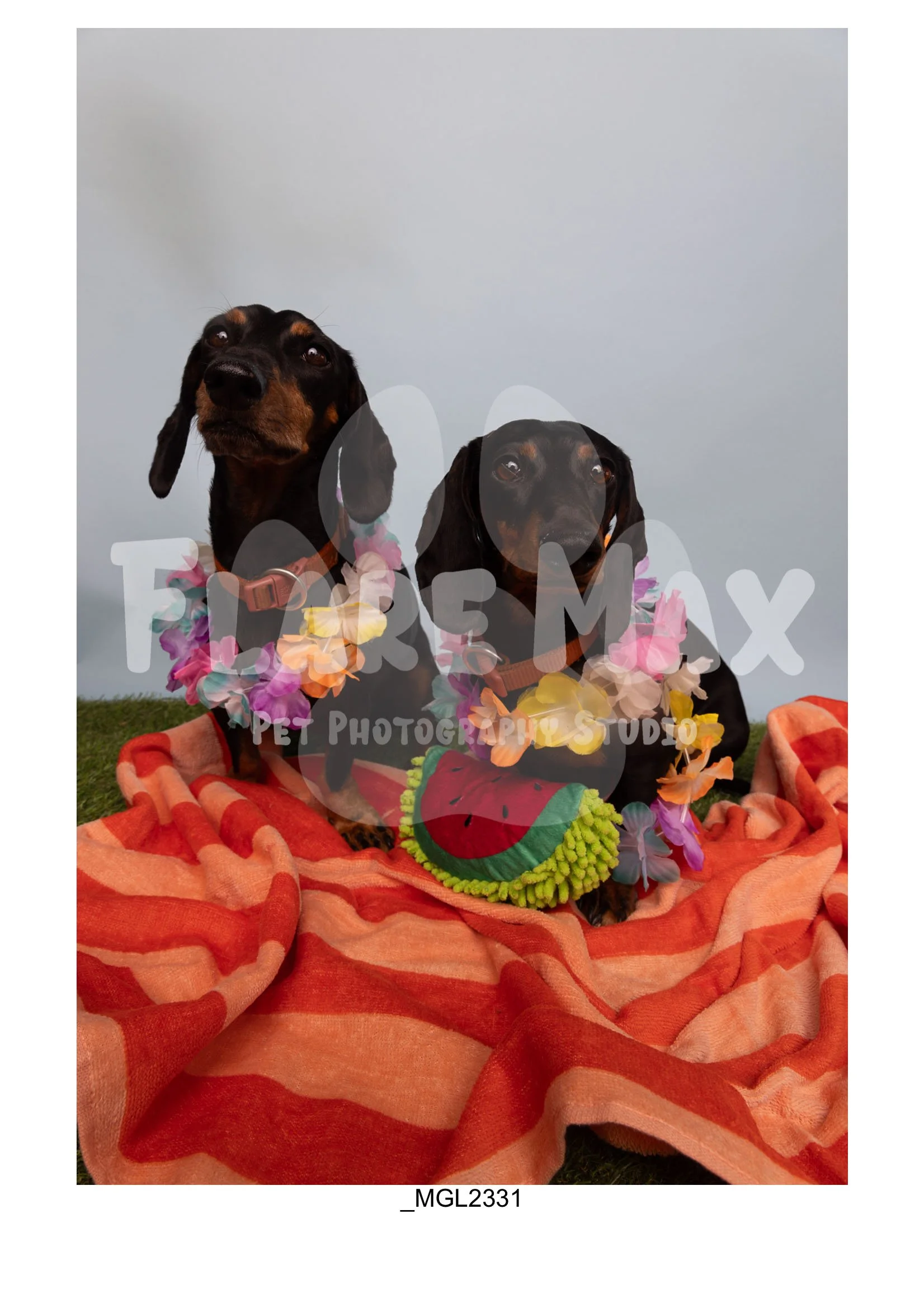 Doghouse gallery-128.jpg