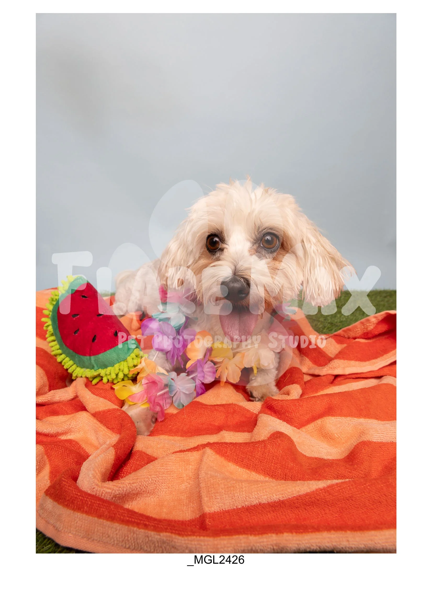 Doghouse gallery-132.jpg