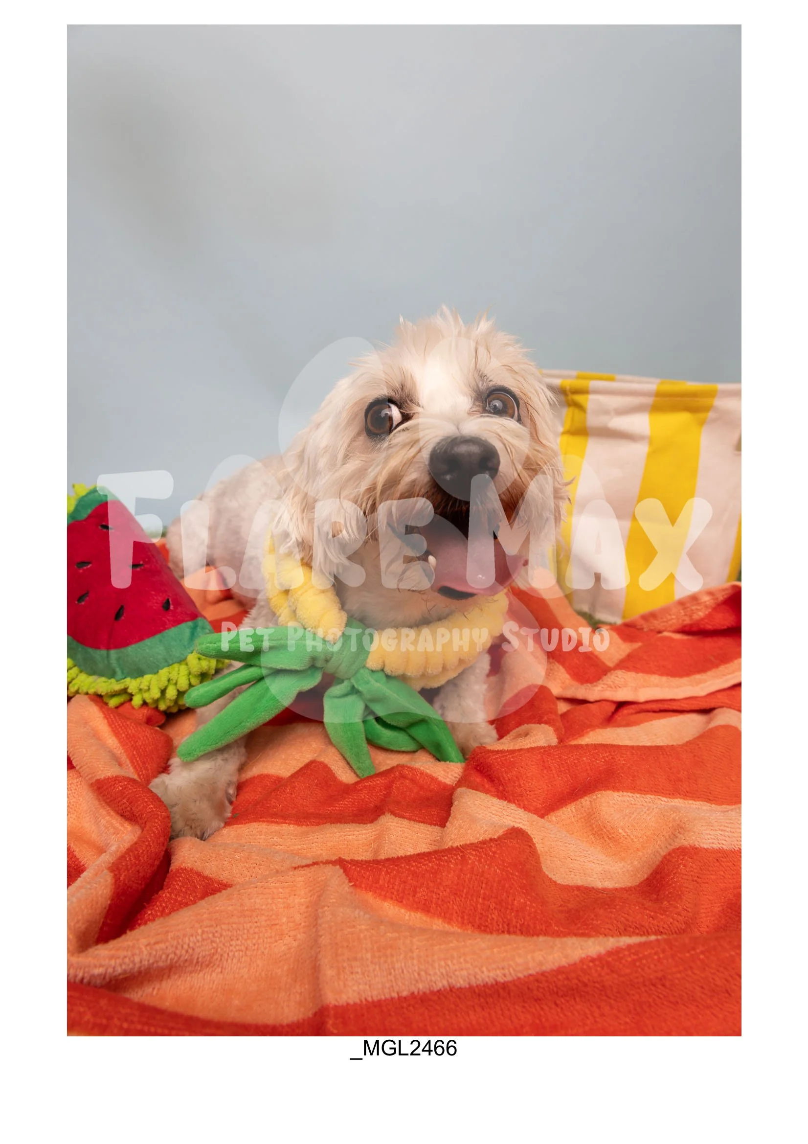Doghouse gallery-136.jpg