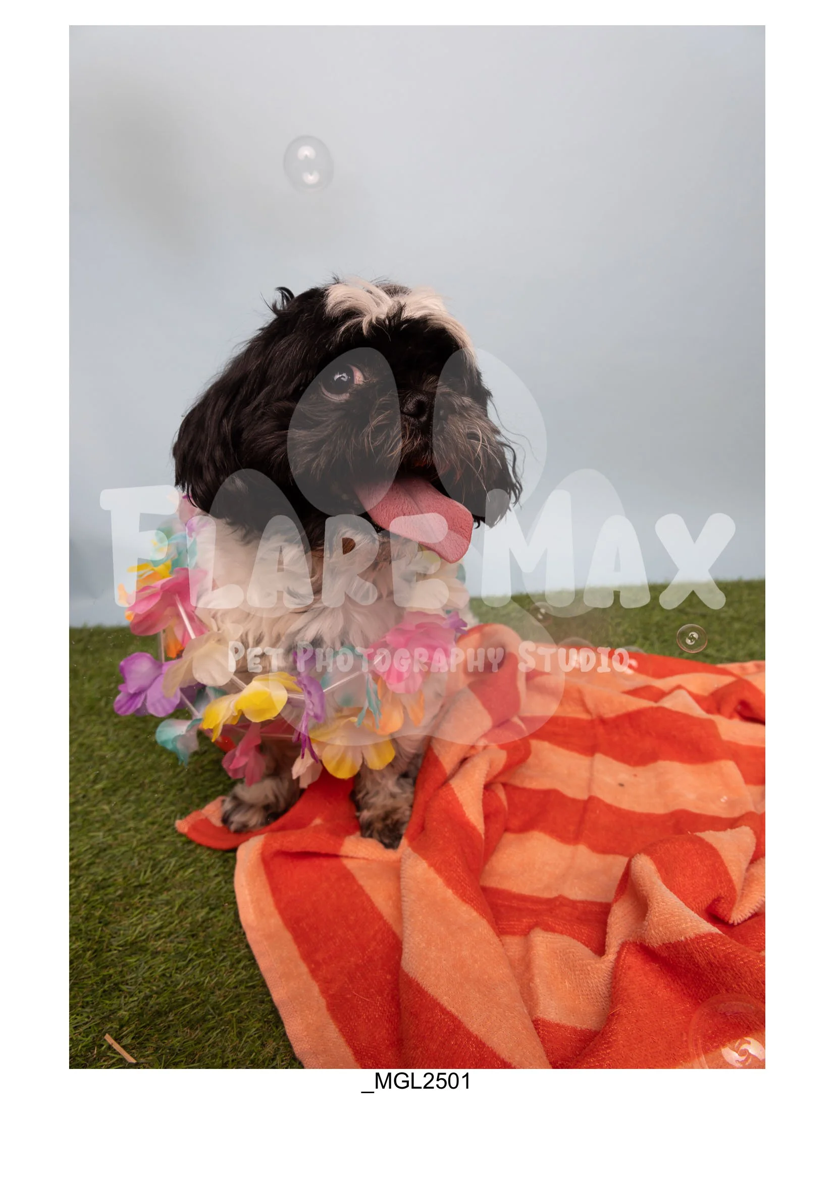 Doghouse gallery-140.jpg