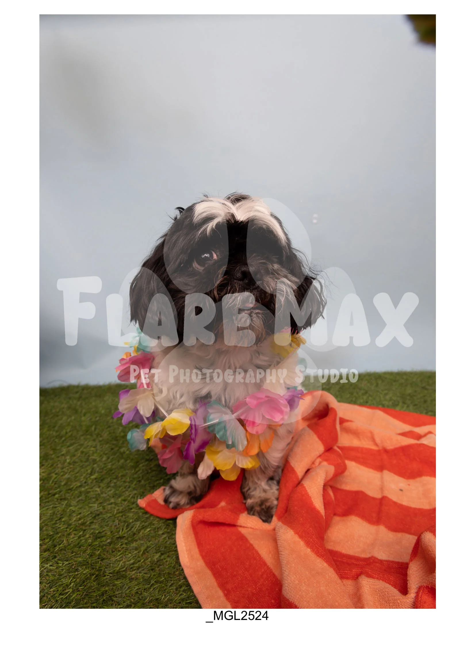 Doghouse gallery-141.jpg