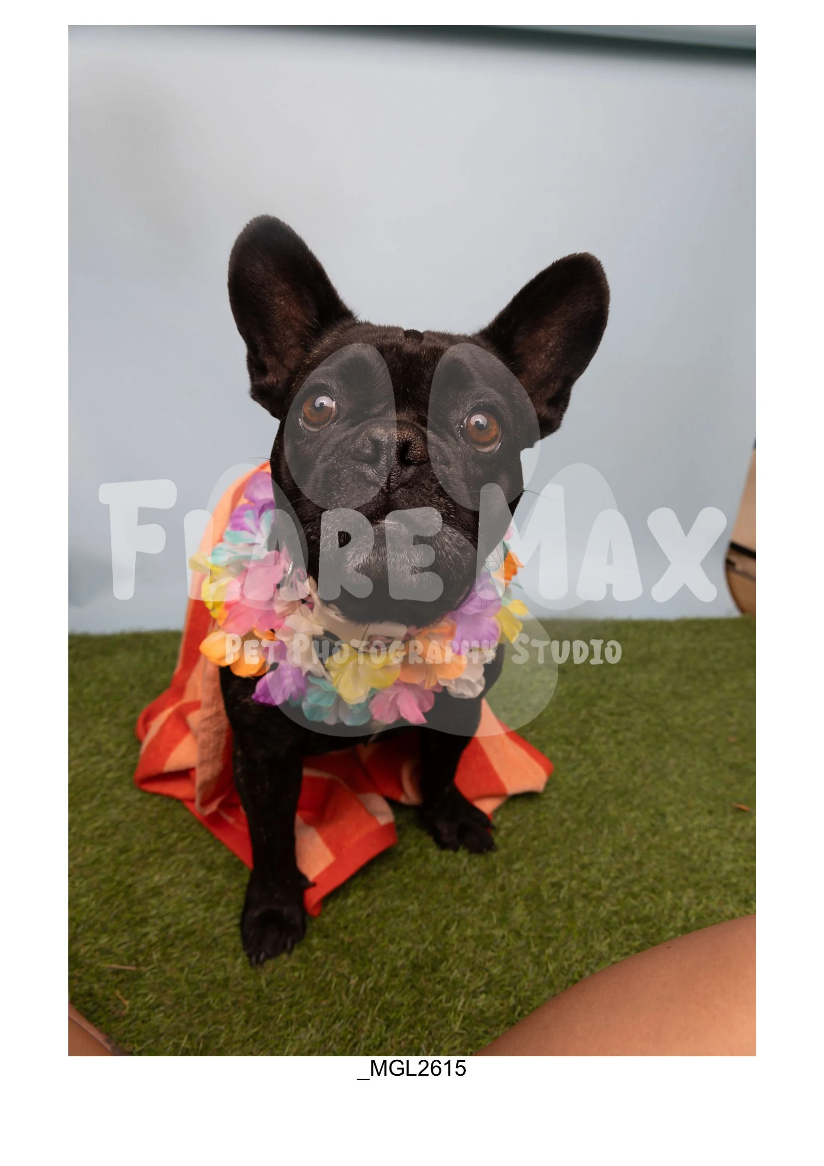 Doghouse gallery-146.jpg