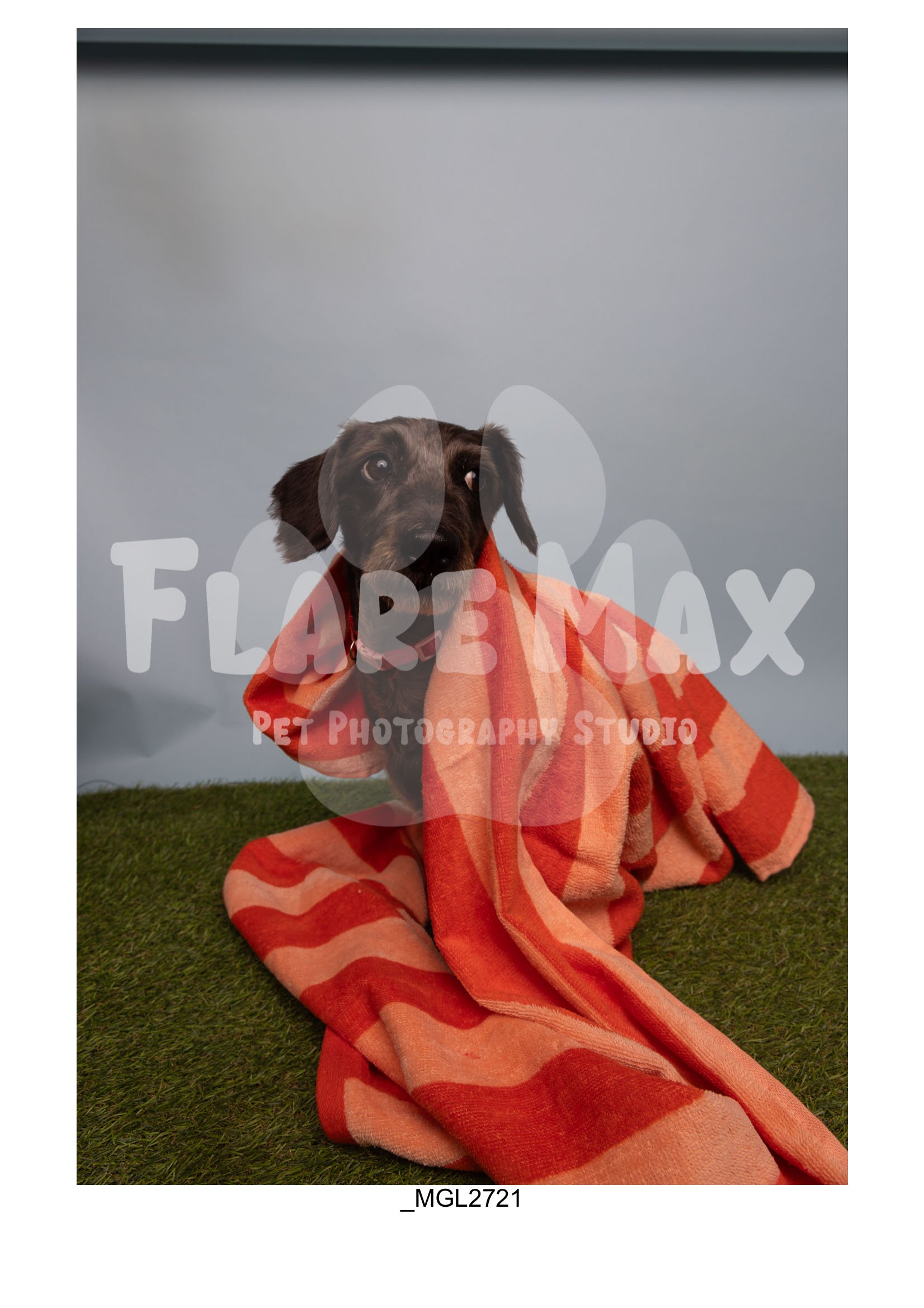 Doghouse gallery-155.jpg
