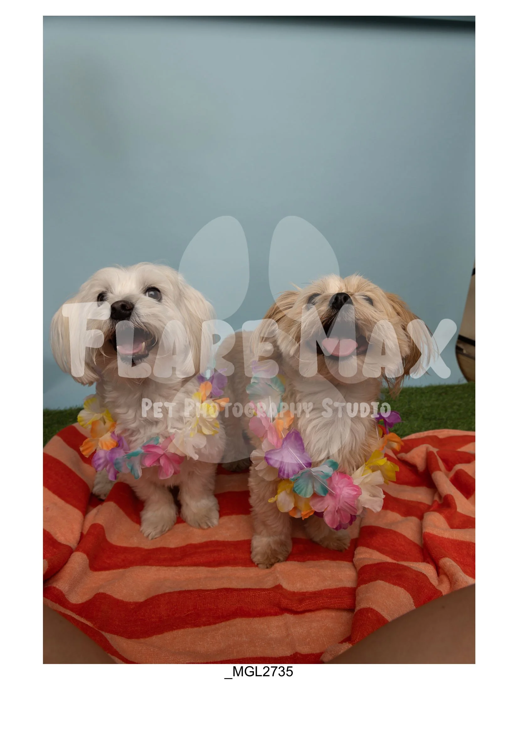 Doghouse gallery-156.jpg