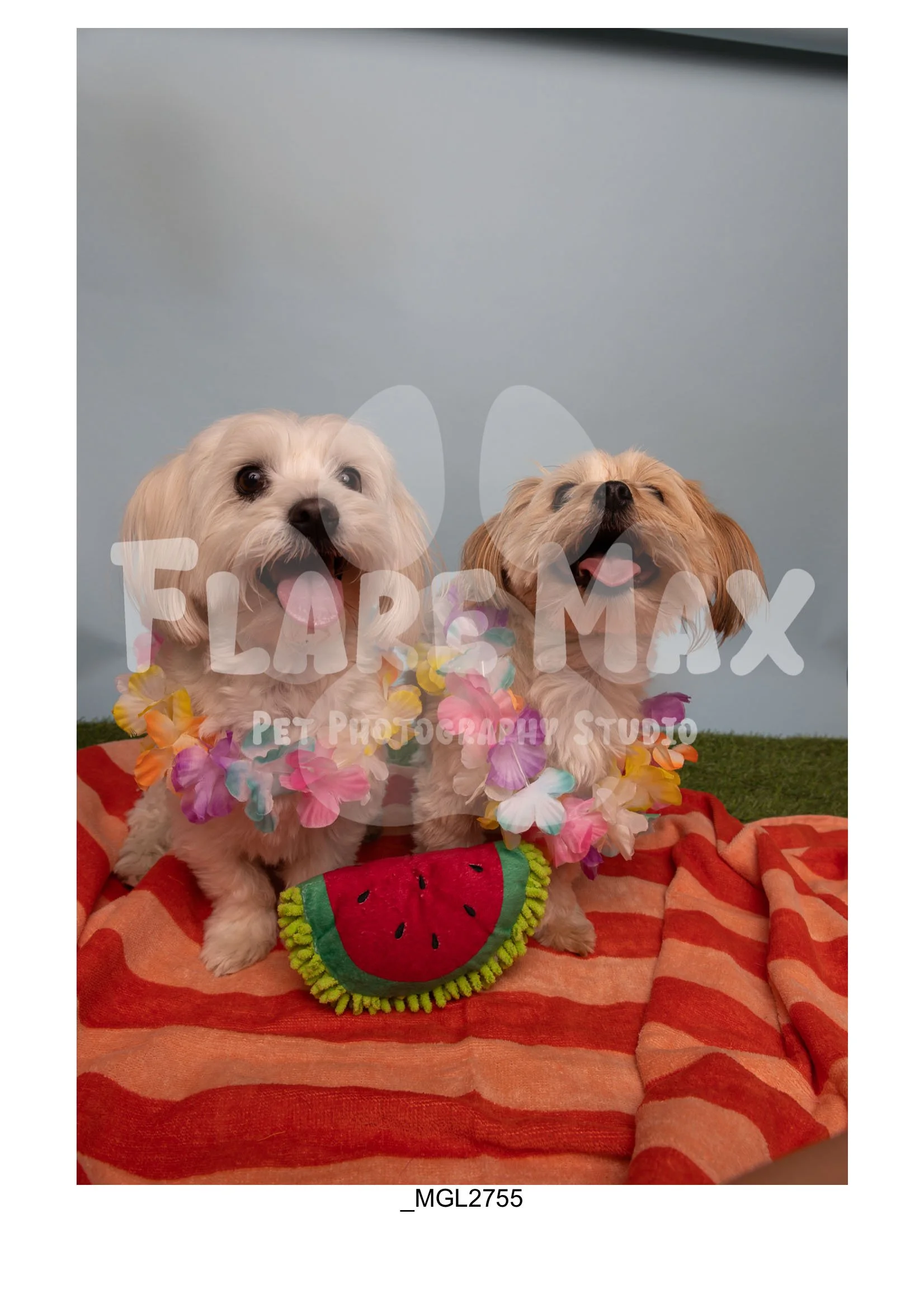 Doghouse gallery-157.jpg