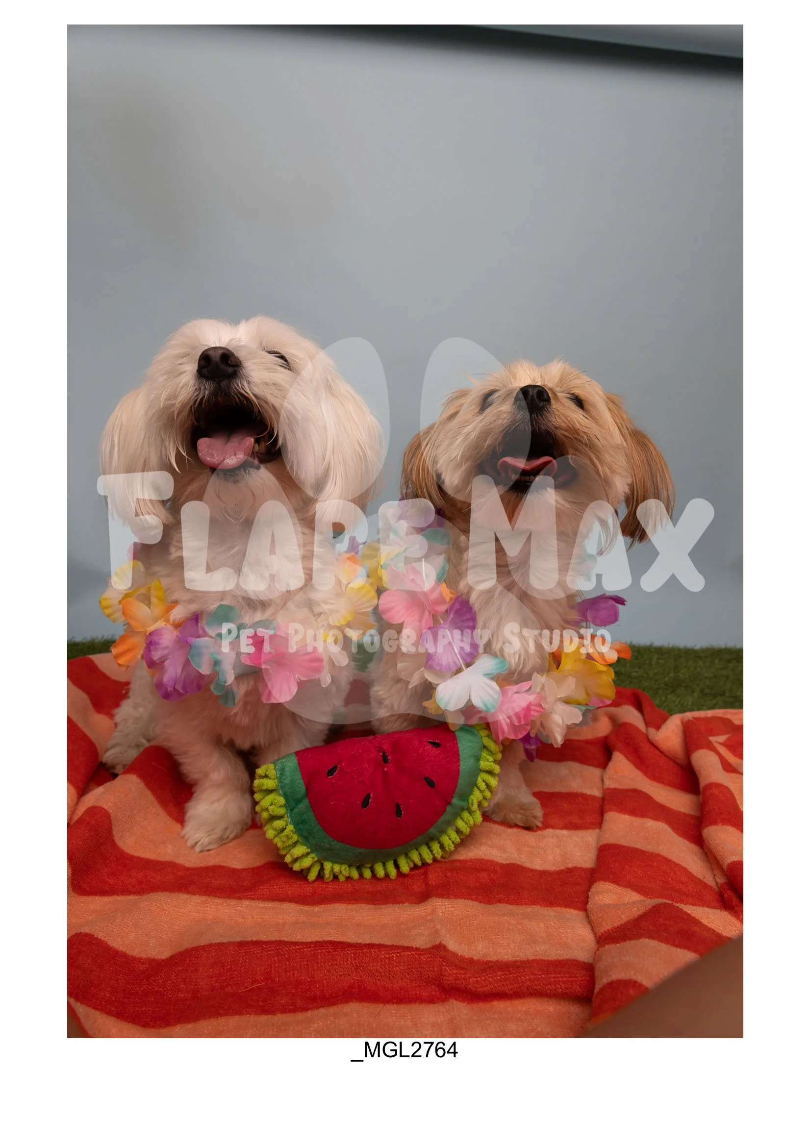 Doghouse gallery-158.jpg