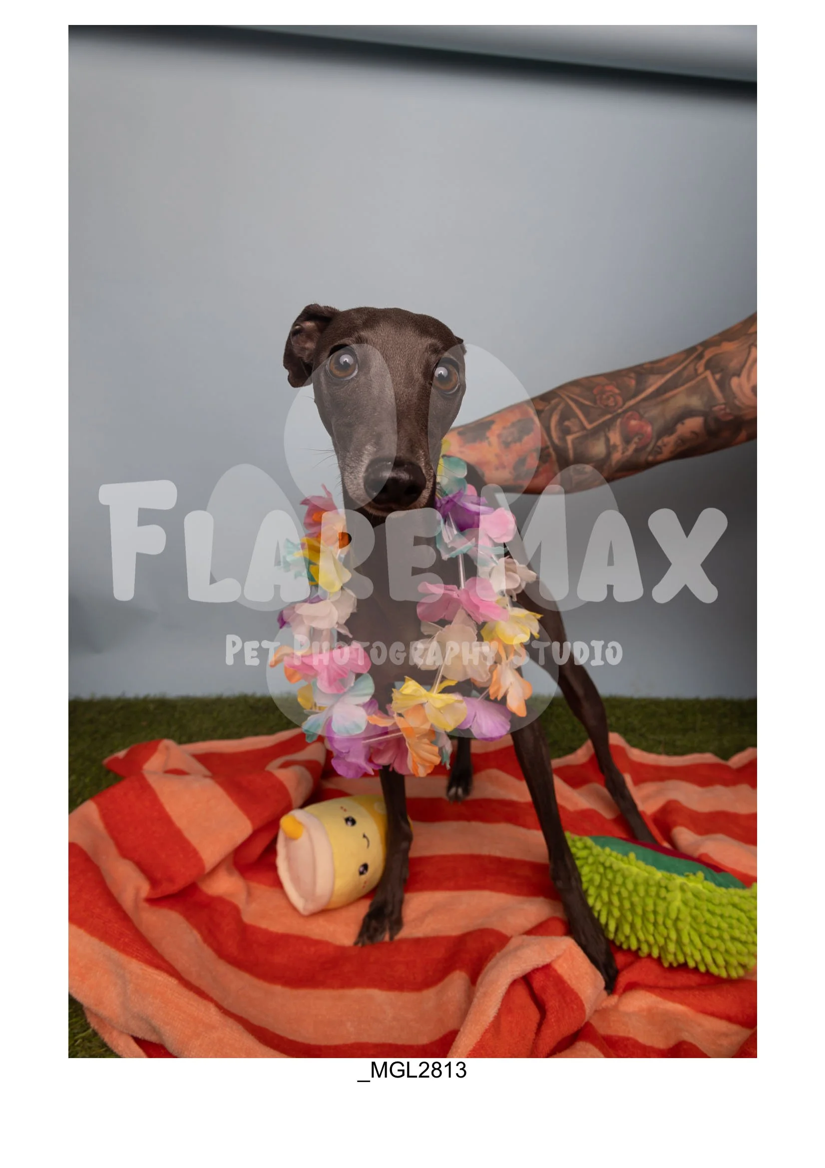Doghouse gallery-160.jpg