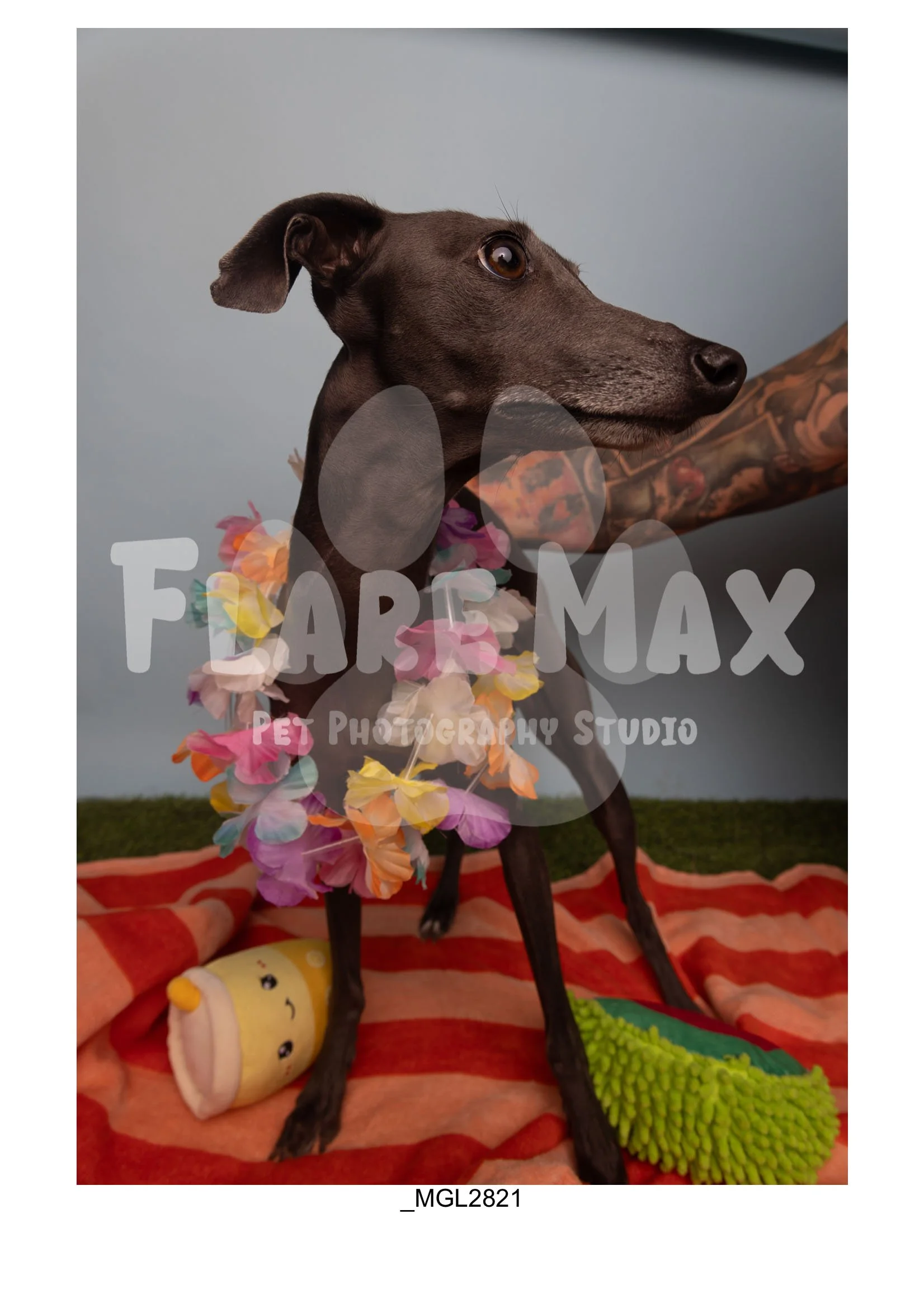 Doghouse gallery-161.jpg
