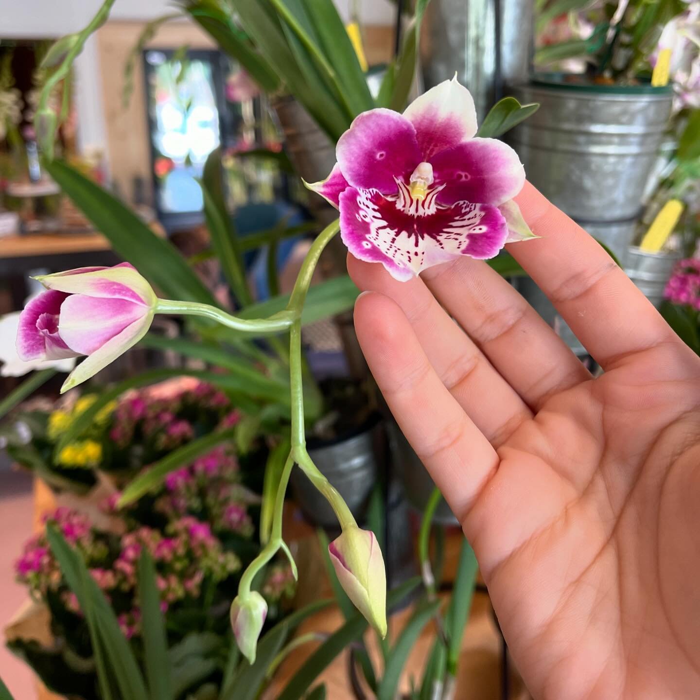 Which one is your favorite?! 😍 

We were able to get some suuuuuper special orchids in at the shop this week! So many fun varieties - perfect for orchid fans or the houseplant obsessed looking to add something unique to their collection! 🌼 These gu