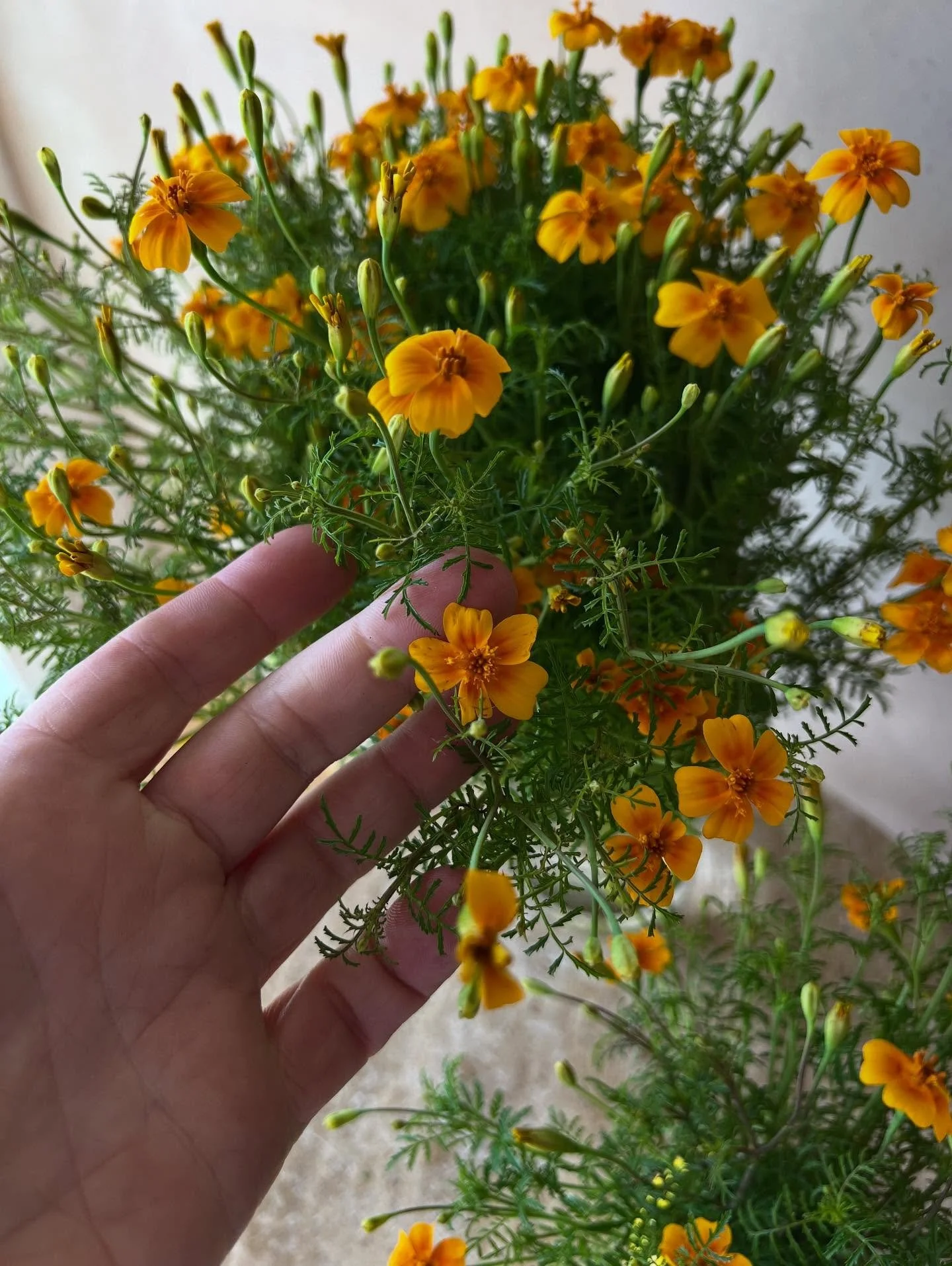 Little gems are here this week from @marigoldrhode! Come get a little bunch of aromatherapy from our favorite lemon and tangerine scented marigolds๐๐๐