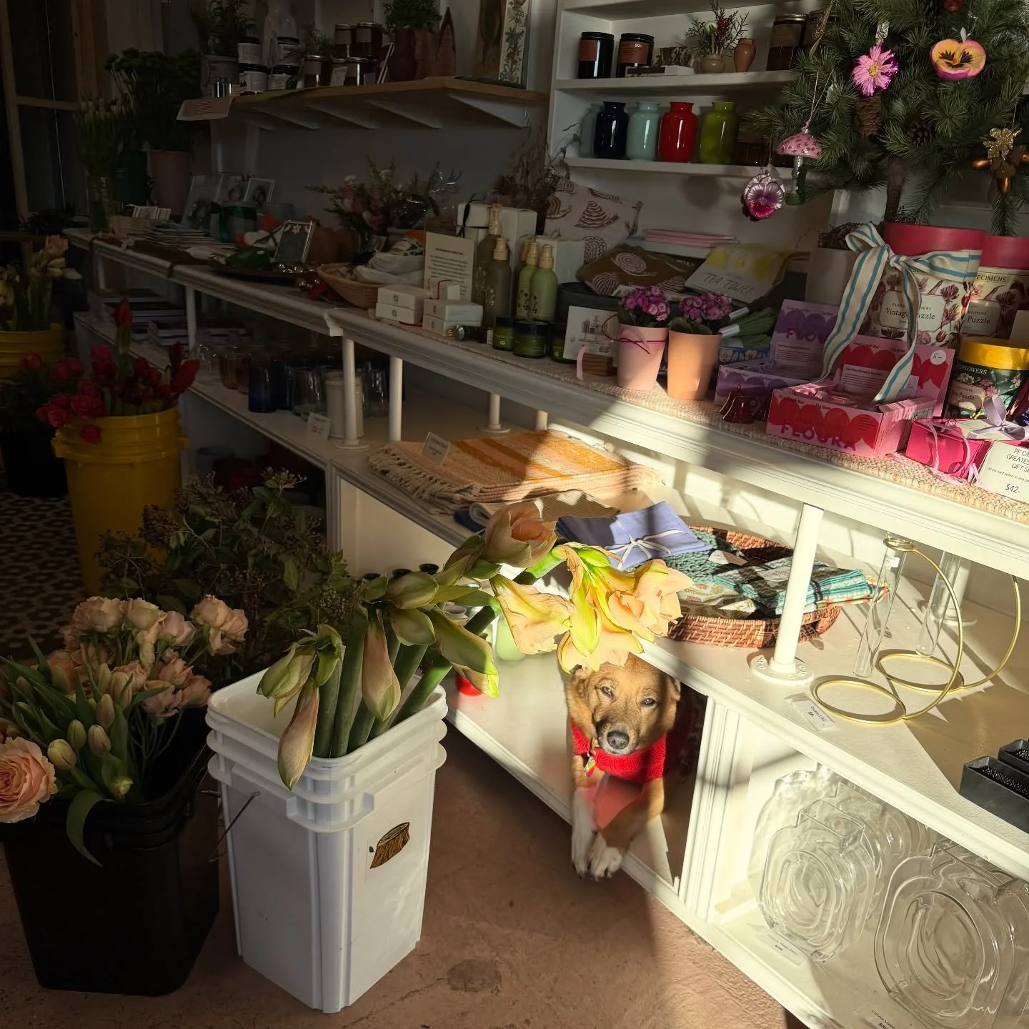 Open till 1pm today for any last minute shoppers! ❤️🎄😙