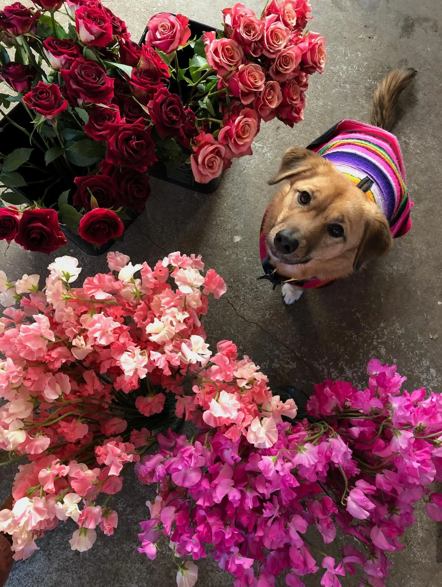 About to cut off pre-orders for Valentine&rsquo;s Day! After that we will be offering shop bouquets till we sell out❤️ Love ya to everyone who ordered already- you are getting the best of the best😘