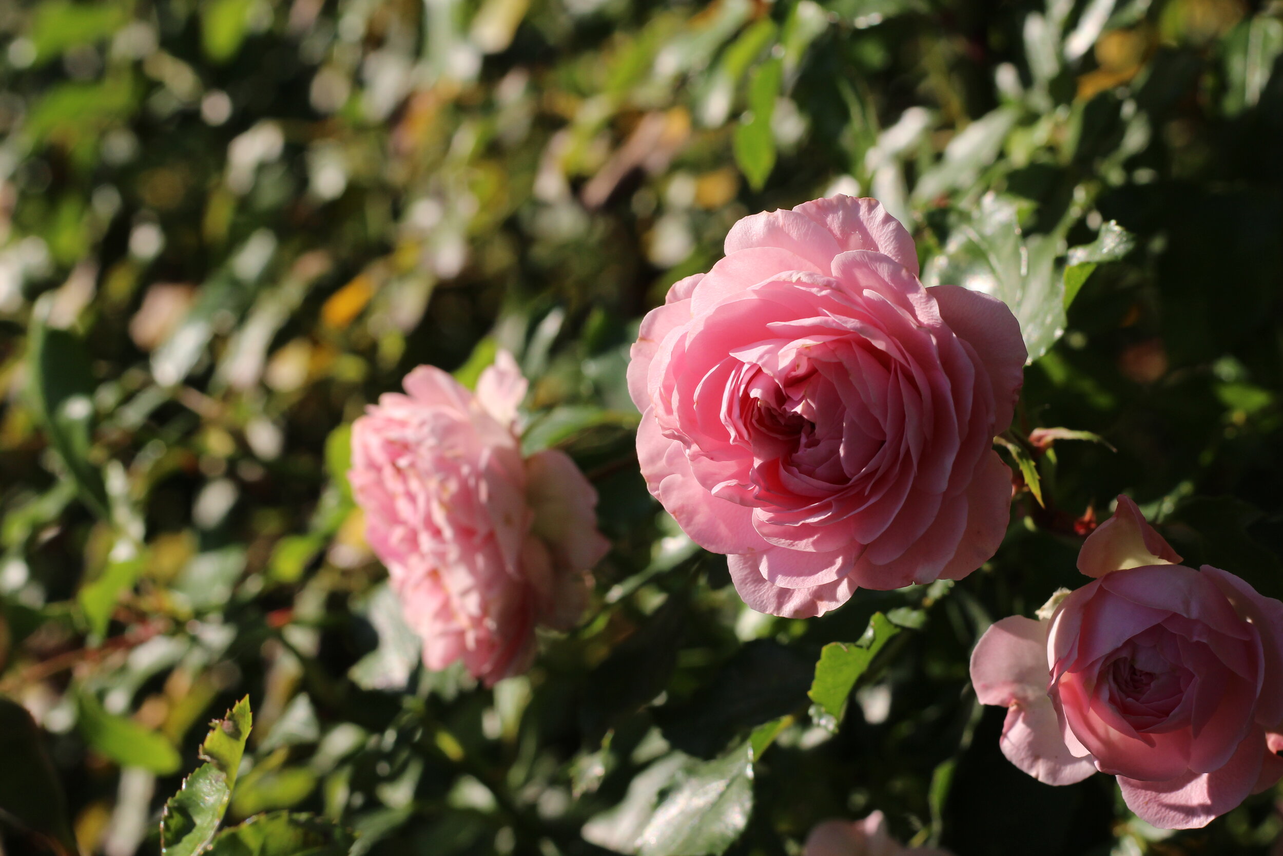 The summer air heady with scented roses