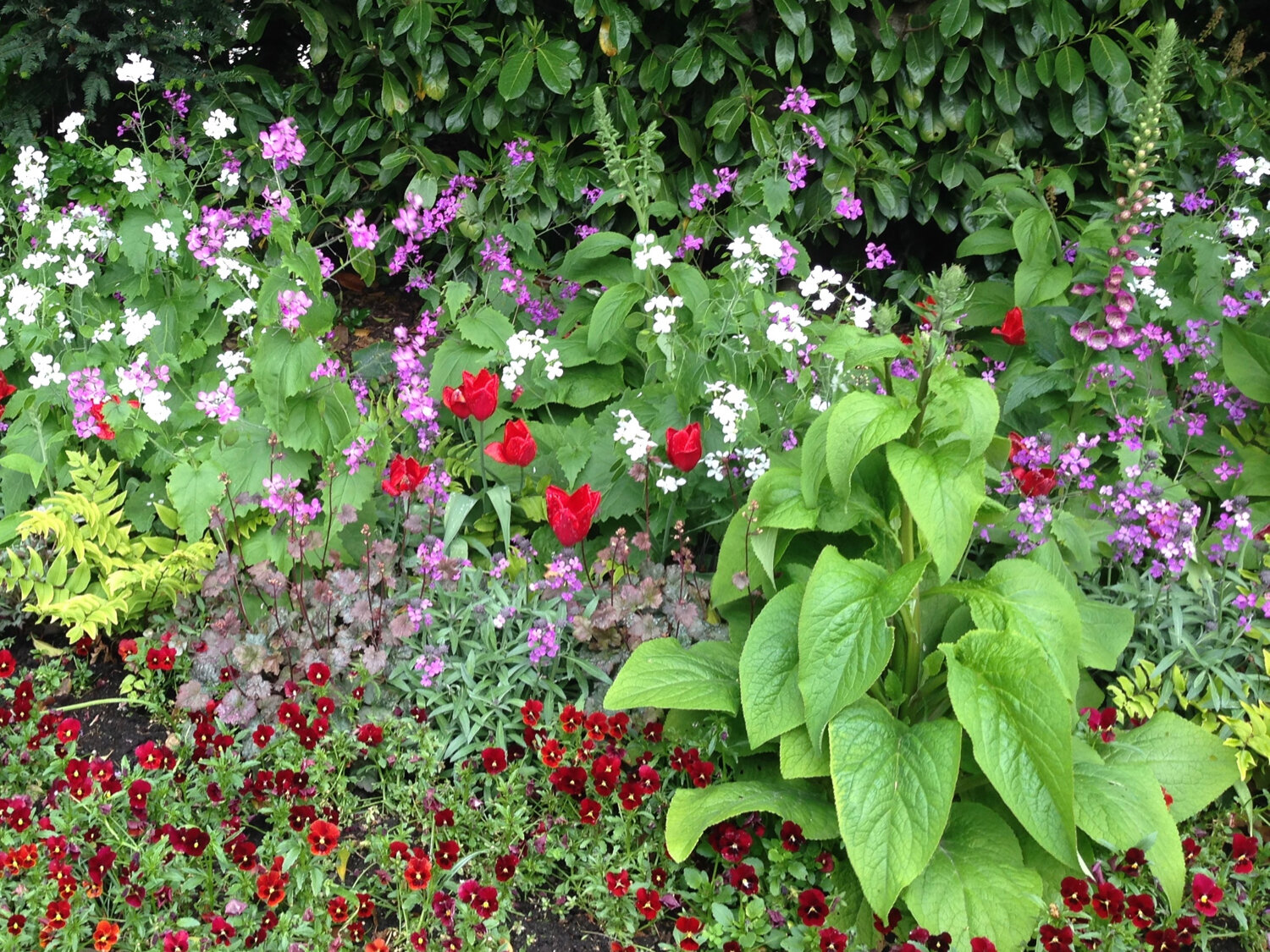 Plant a carpet of colour