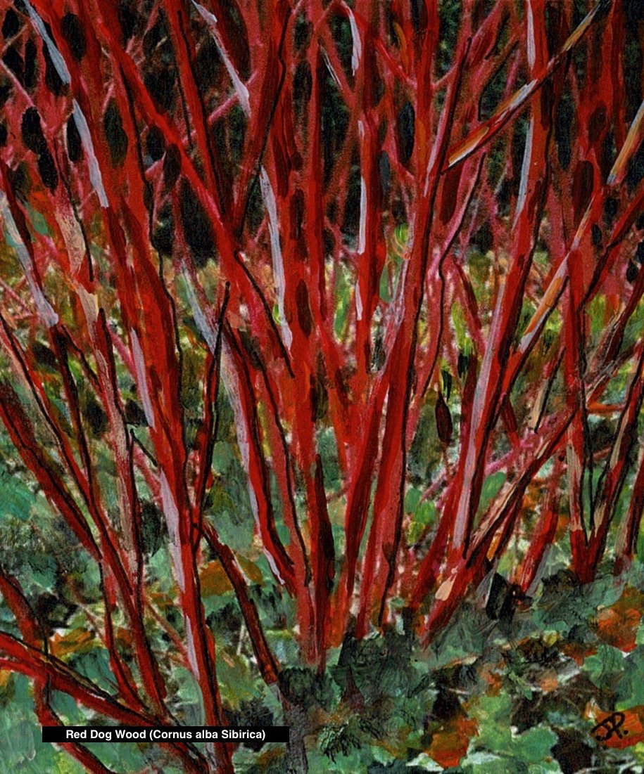 Graphic (Cornus alba Sibirica) . jpeg.jpeg