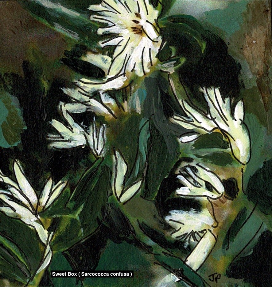 Graphic Sweet Box( Sarcococca confusa ) jpeg.jpeg