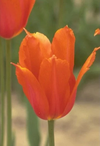Tulipa 'Temple of Beauty'