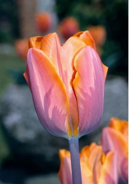 Tulipa 'Prinses Irene'