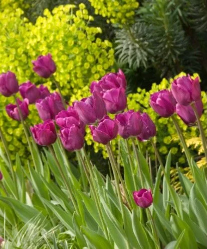 Tulipa 'Negrita'