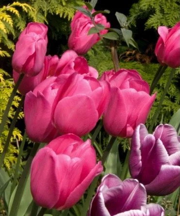 Tulipa 'Don Quichotte'