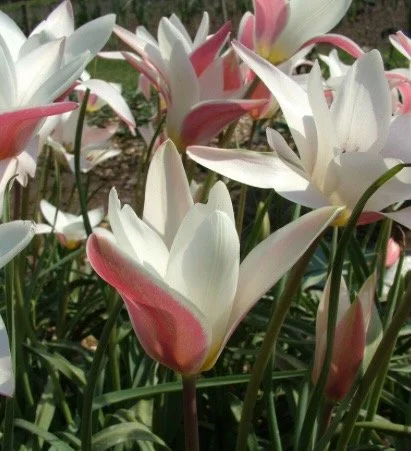 Tulipa clusiana 'Cynthia'