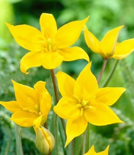 Tulipa sylvestris