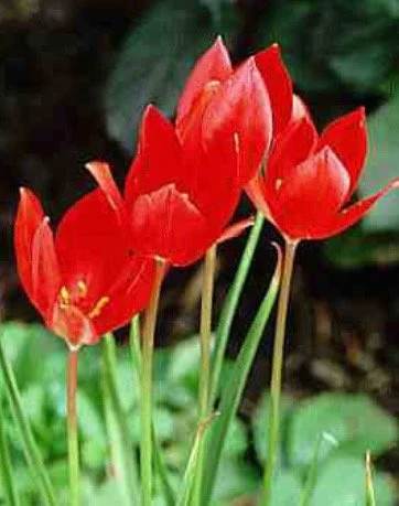 Tulipa sprengeri