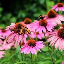 Coneflower (Echinacea)