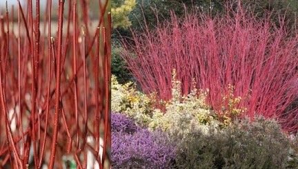 Dogwood (Cornus) -all varieties