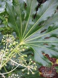 Castor Oil Plant (Fatsia Japonica)