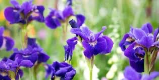 Sibirin Iris (Iris sibirica)