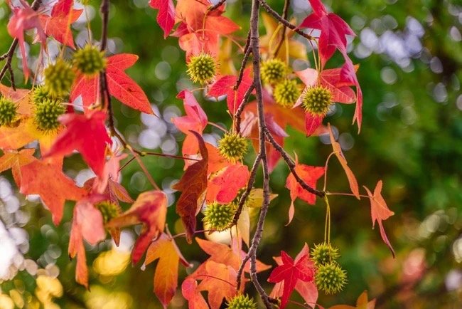 Sweet Gum (Liquidambar styraciflua)