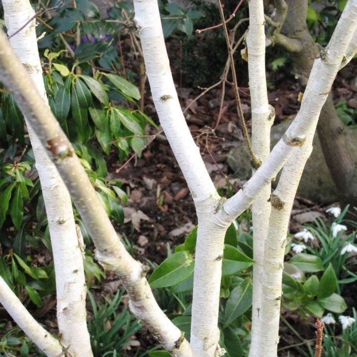 Birch (Betula)-all varieties