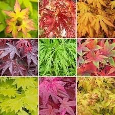 Maple (Acers) -all varieties