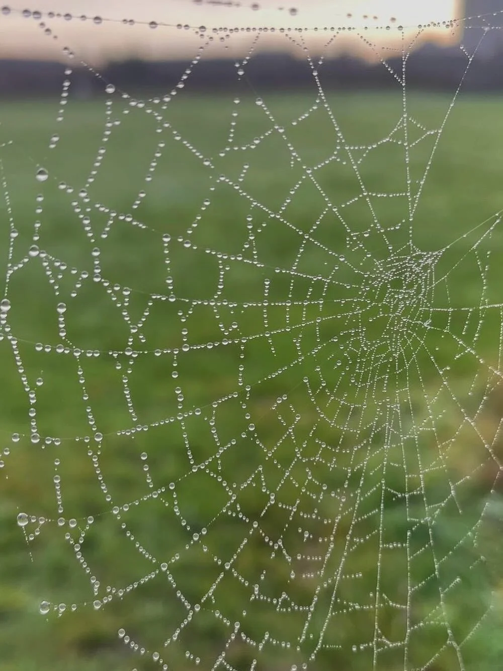 I&rsquo;ve been obsessing over spider webs recently, keeping a close note of their imperfect beauty. This one suspends droplets of tiny baubles, reflecting upside-down worlds a thousand times over. 

Happy Christmas and New Year to you and yours, tha