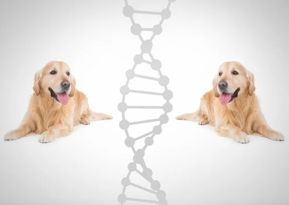 Making Sense of Bioethics: Column #230   : Is It Ethical to Clone Animals?