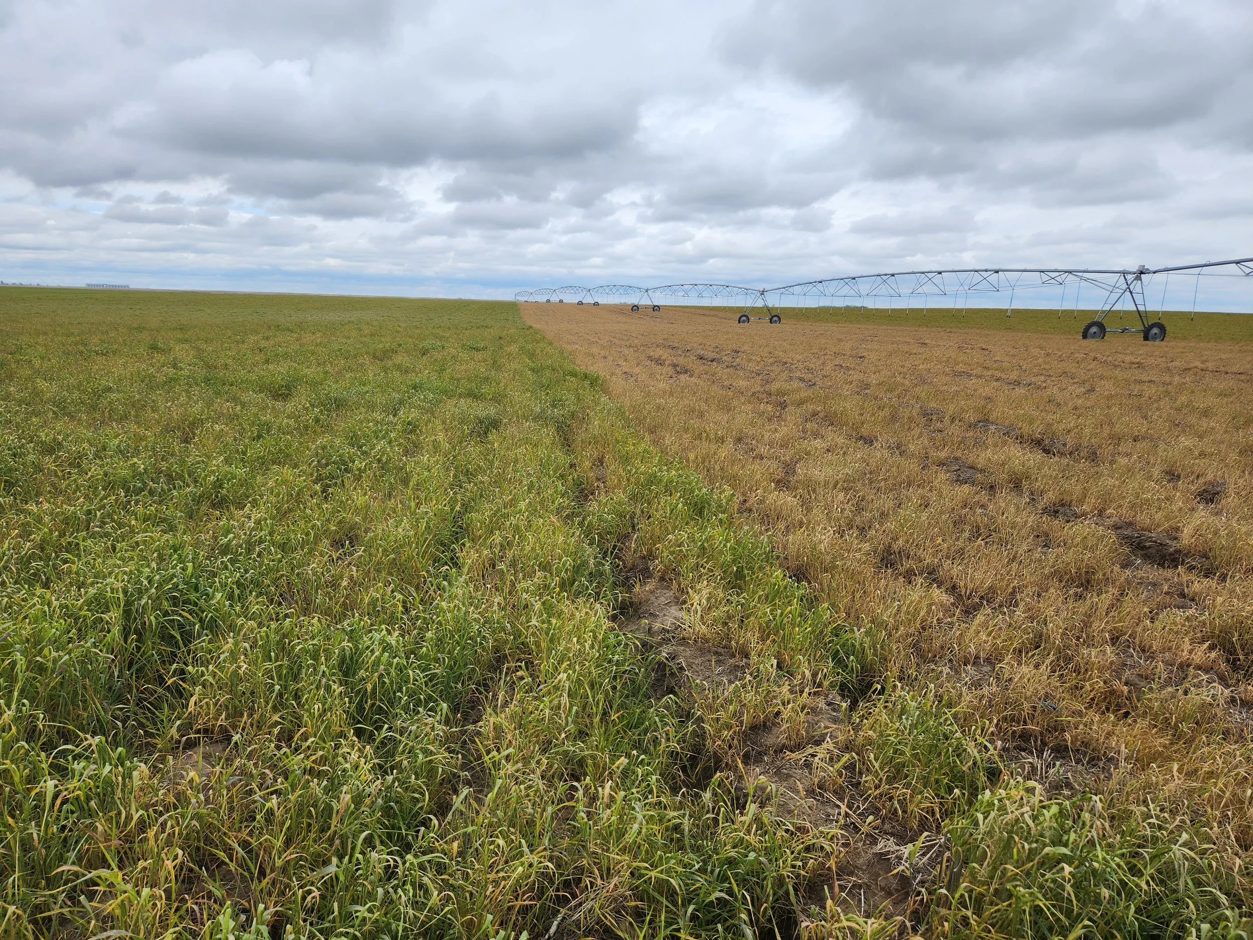 Different control options on fall rye cover crop.jpg
