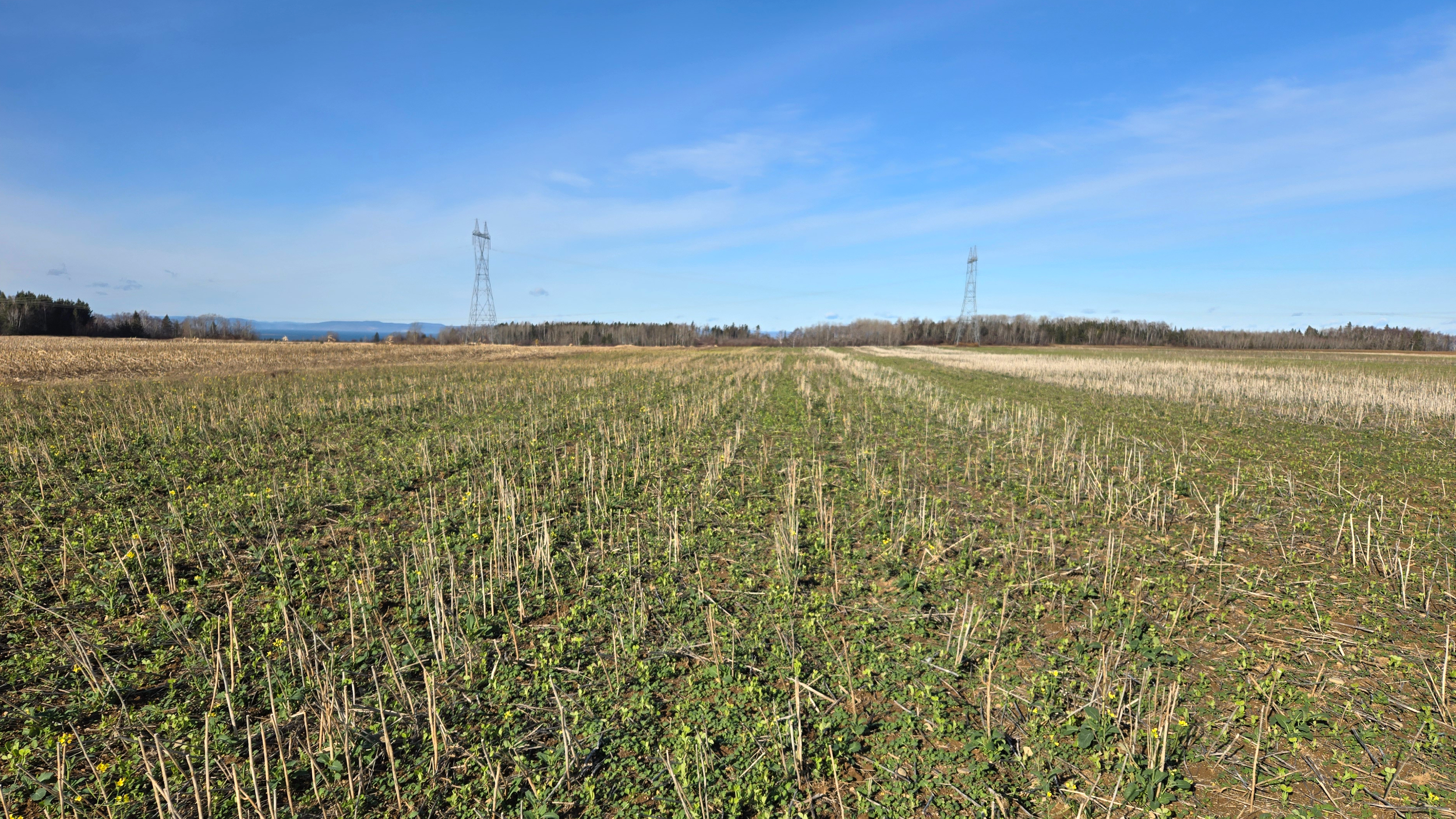 Évaluation des crédits d’azote provenant des cultures de couverture de légumineuses dans les régions froides afin d’orienter la gestion de la fertilisation azotée dans la culture de la pomme de terre