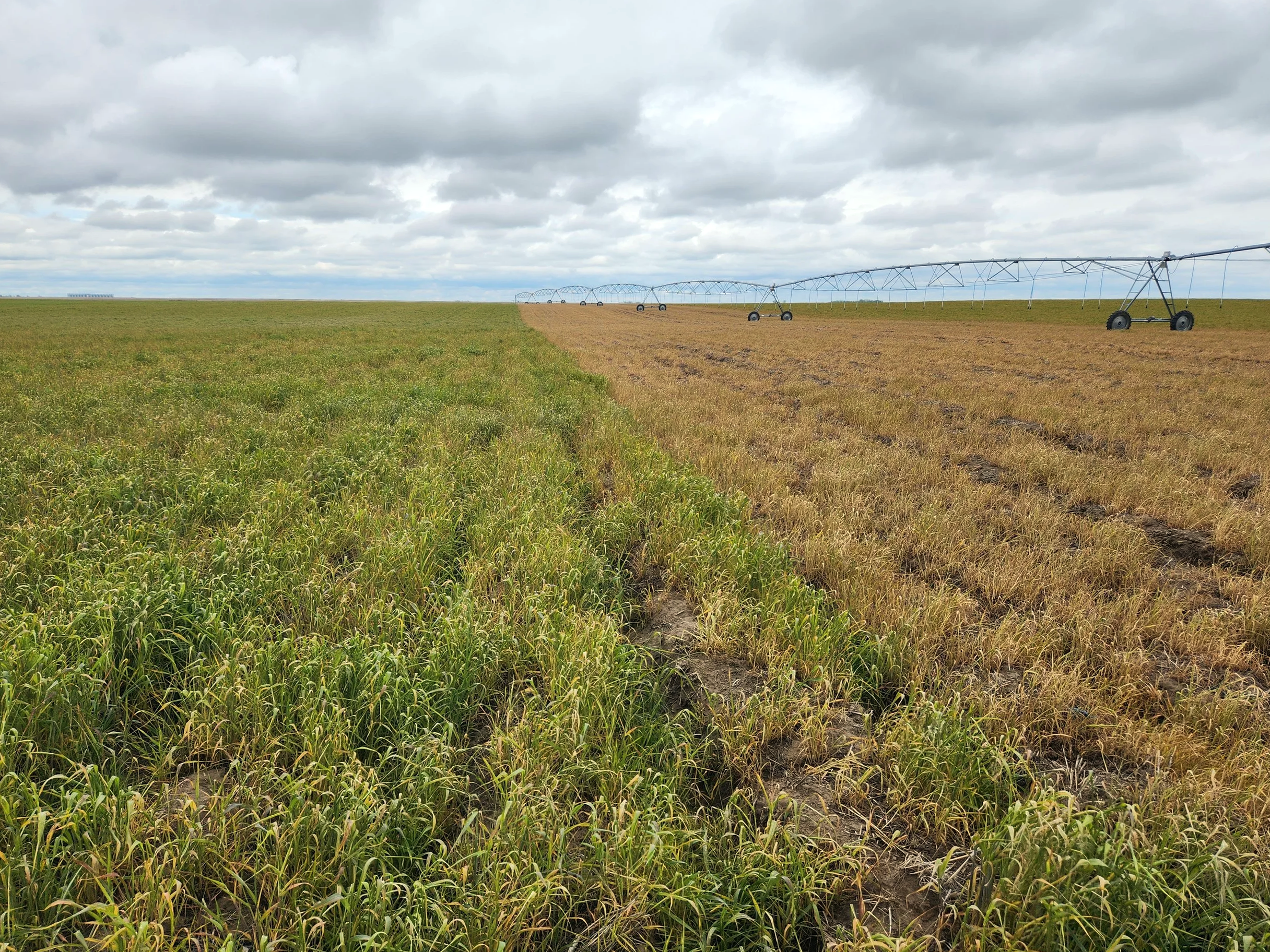 Different+control+options+on+fall+rye+cover+crop (1).png