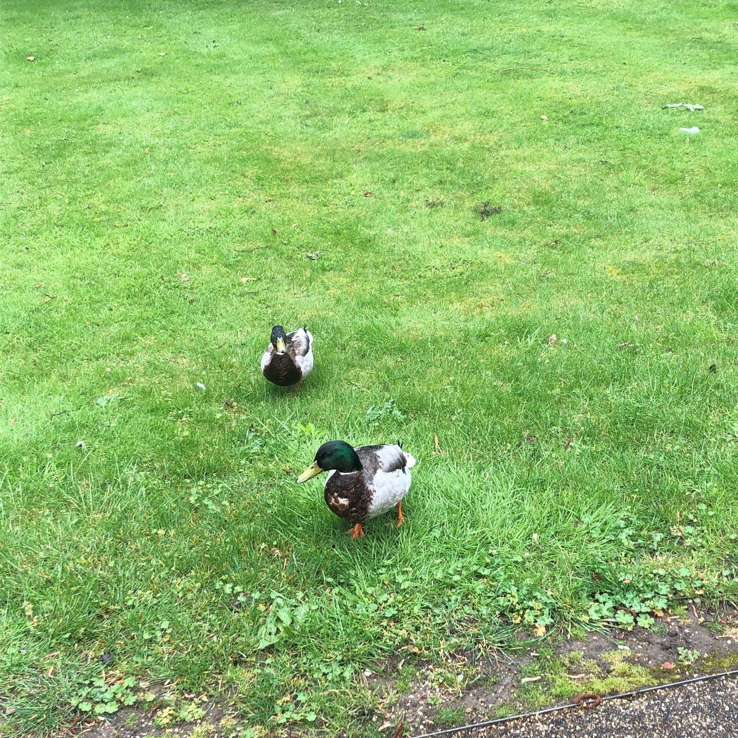 Not saying it's been wet out in the Quarry garden this morning, but we did have a couple of unusual visitors!