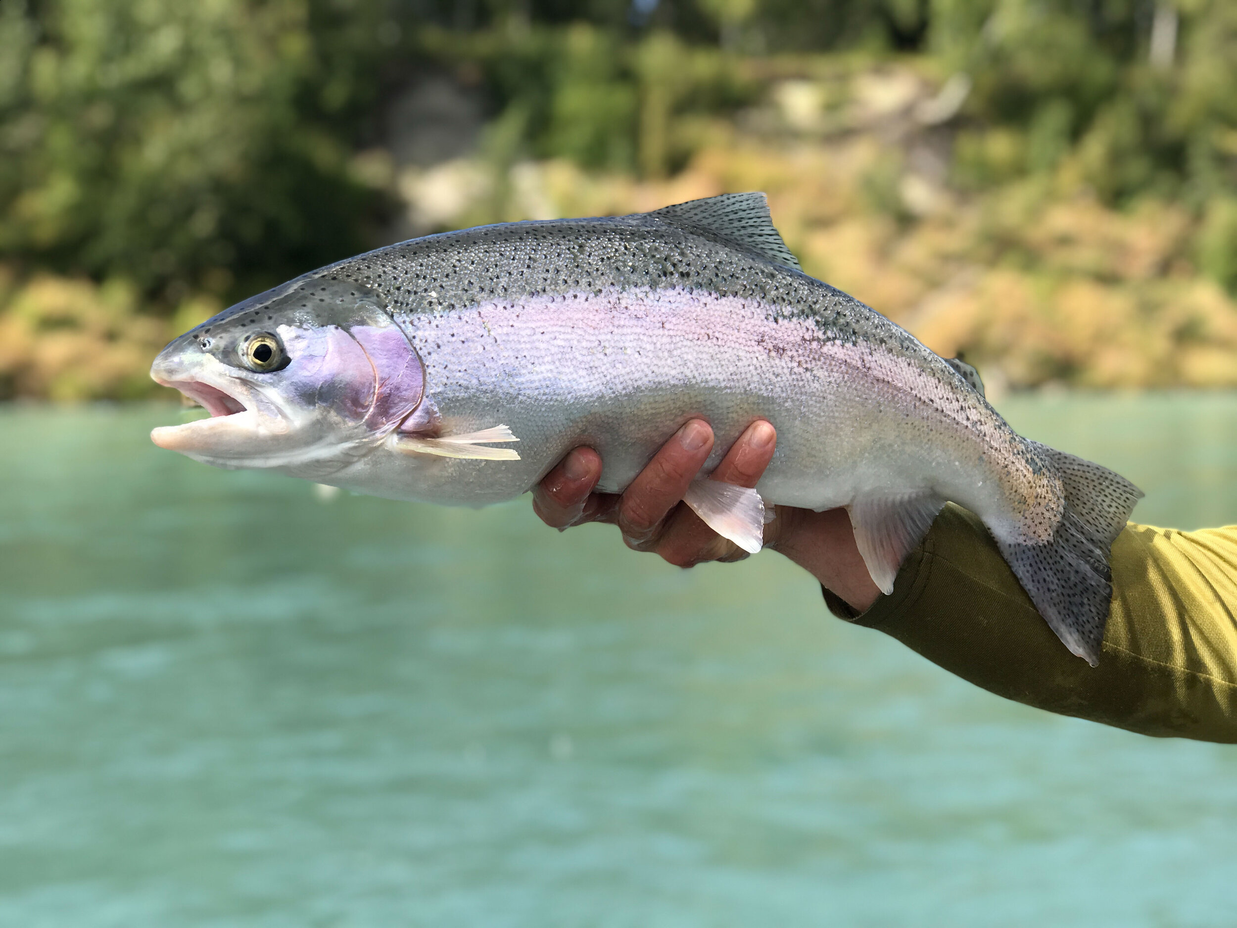 Kenai River Trout Fishing Guide Double Haul Fly Fishing — Double Haul
