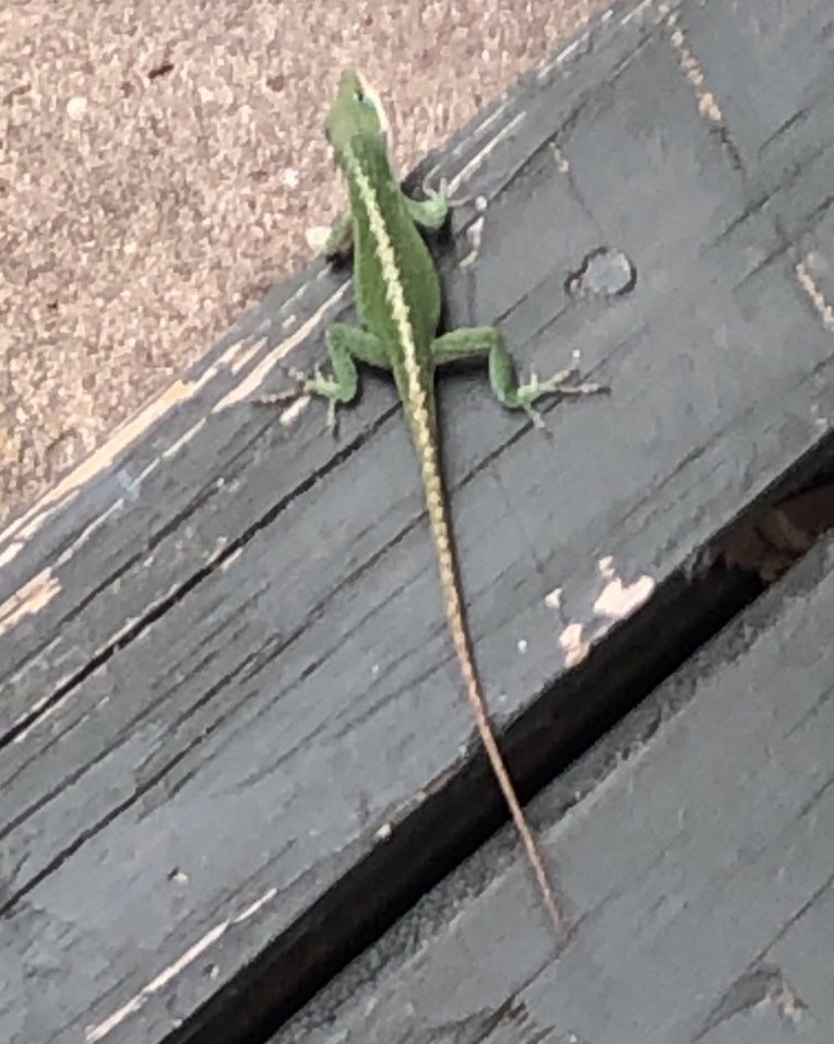 31 days of Buds &amp; Bugs. Day 31. Ending with something that crawls&hellip; #buds #bugs