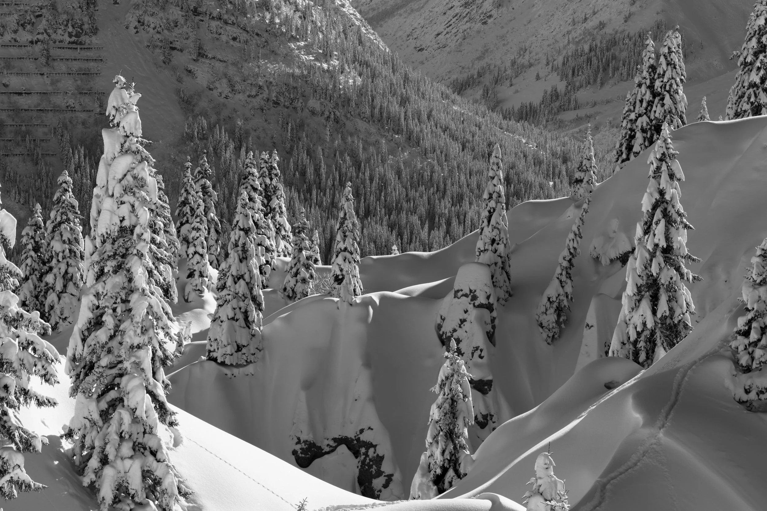 Snow Laden Trees.jpg