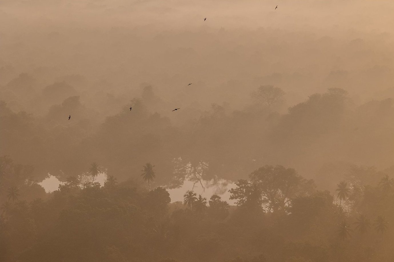 Jungle flight.jpg