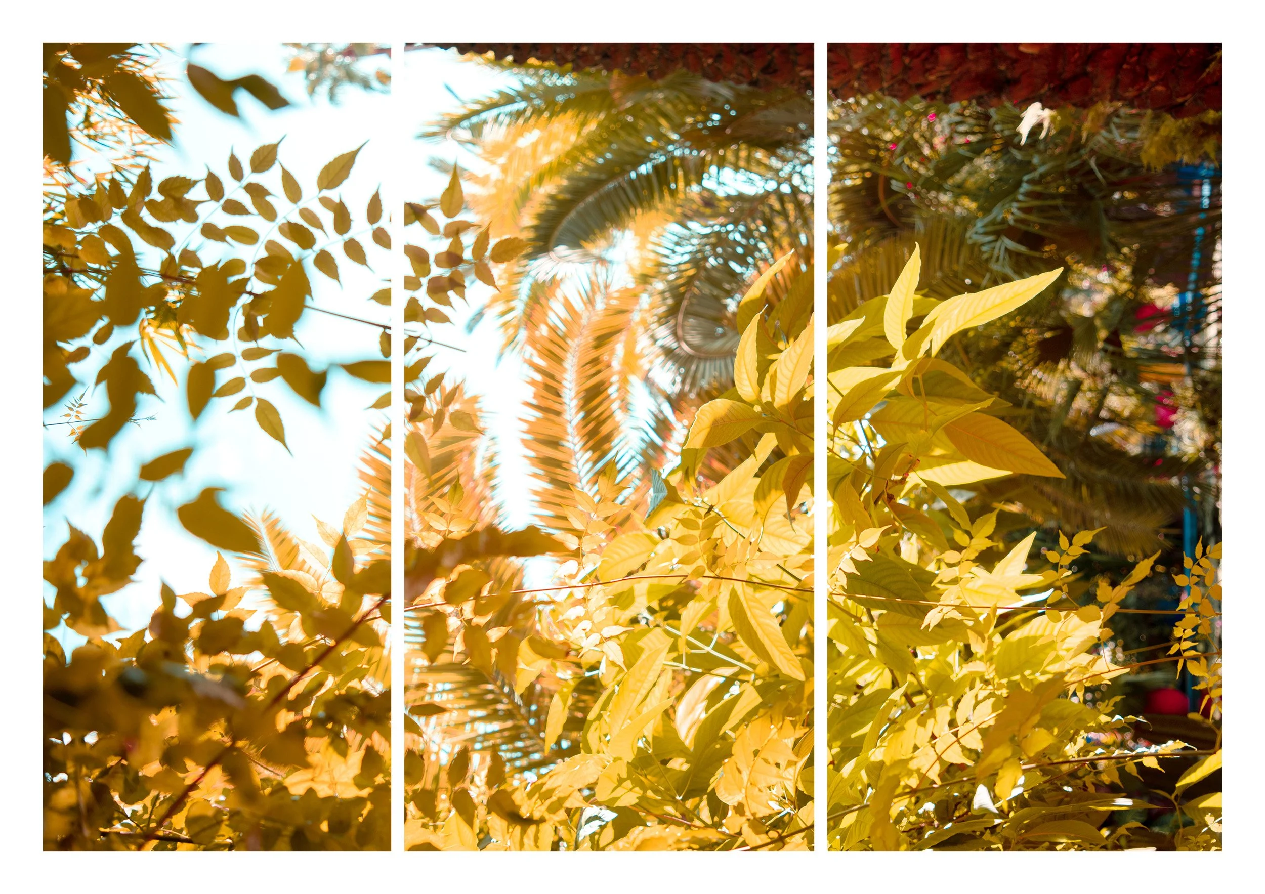 golden leaf final2.jpg