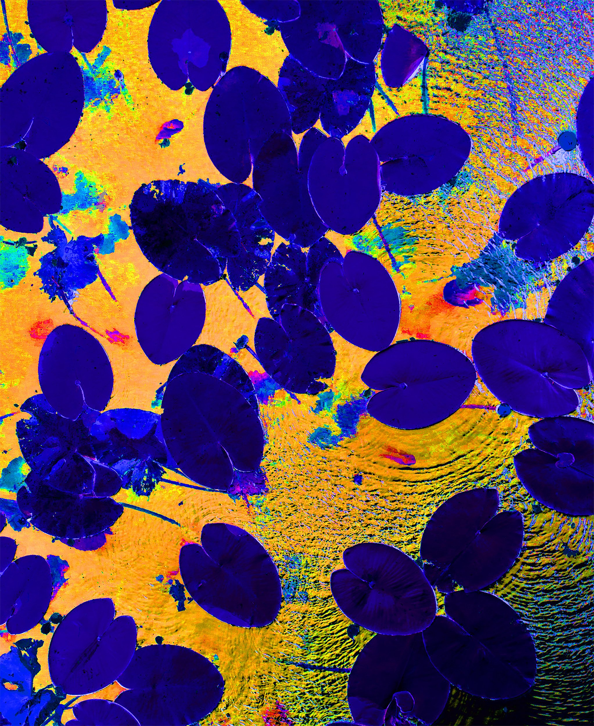 orange and indigo  leaf .jpg