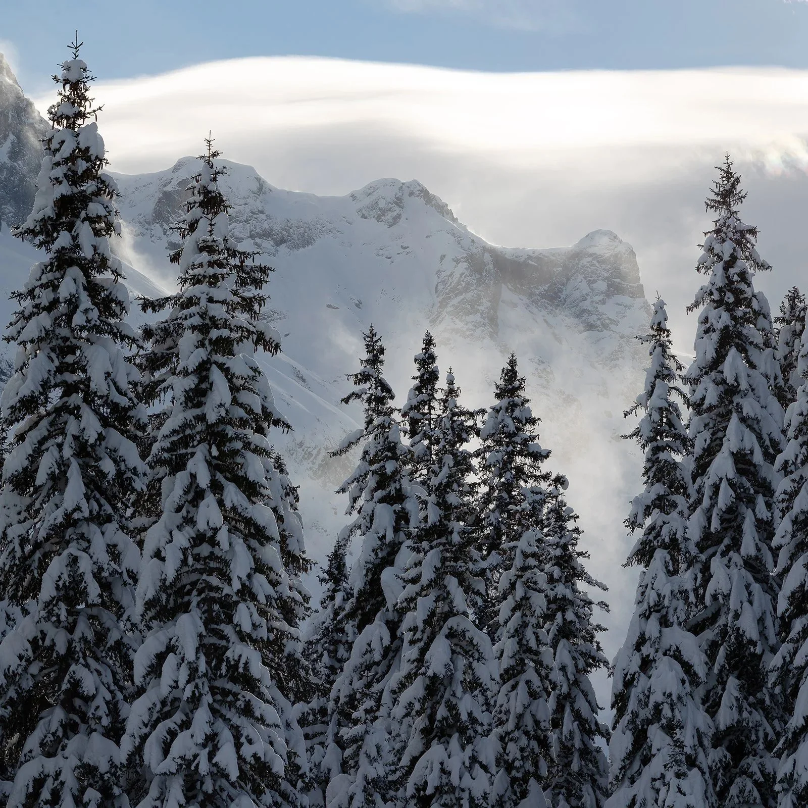 Winter+Pine.jpg