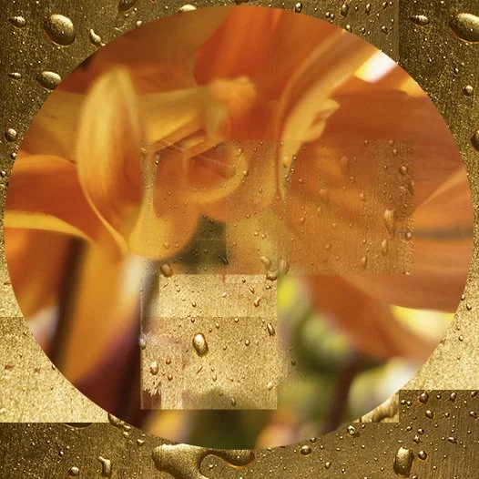 Orange Lily.jpg