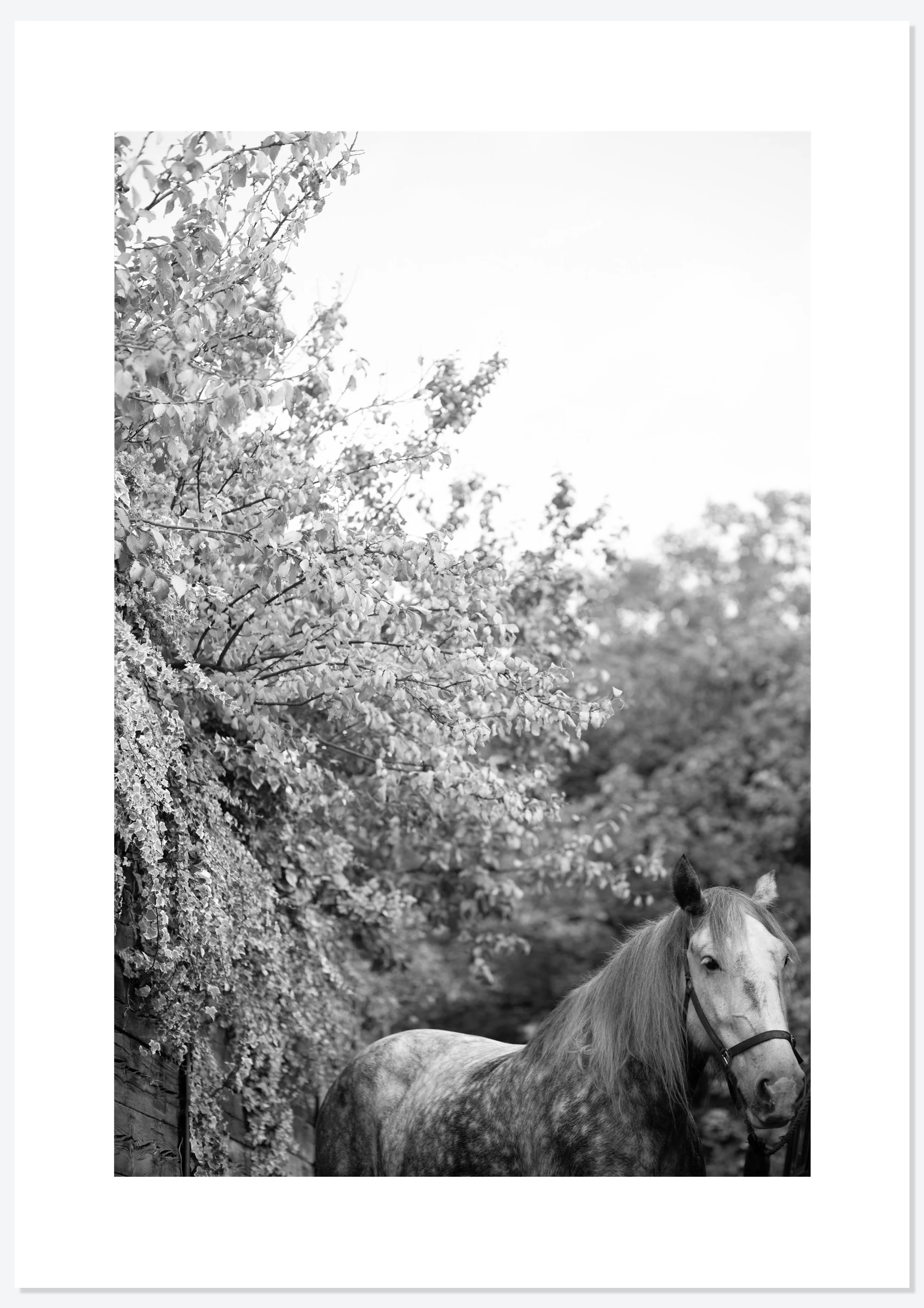 Bracken Rolling — project by Natasha Durlacher
